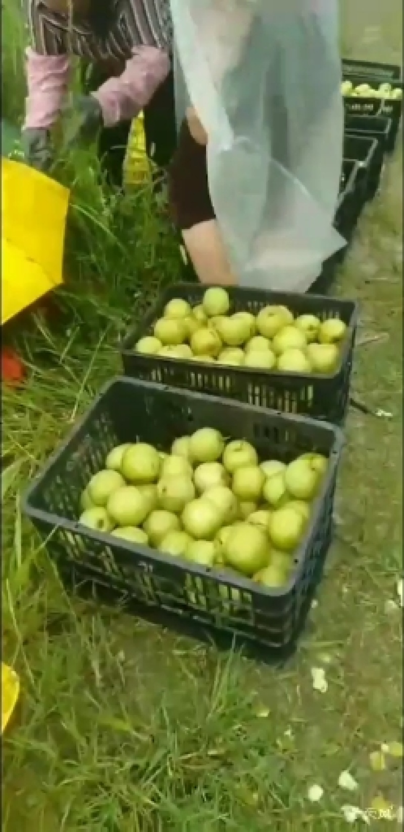 桂花梨，金秀桂花梨，甜蜜上市，口感好化渣好