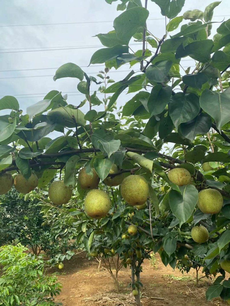 桂花梨，金秀桂花梨，甜蜜上市，口感好化渣好
