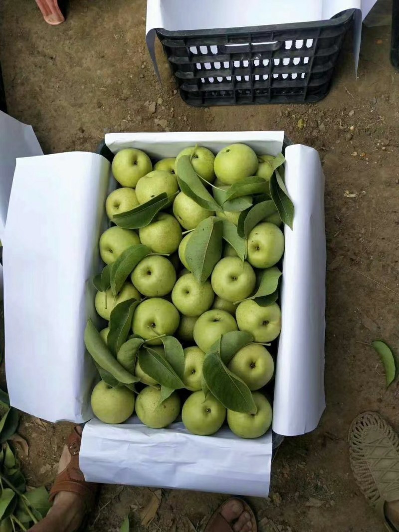 桂花梨，金秀桂花梨，甜蜜上市，口感好化渣好
