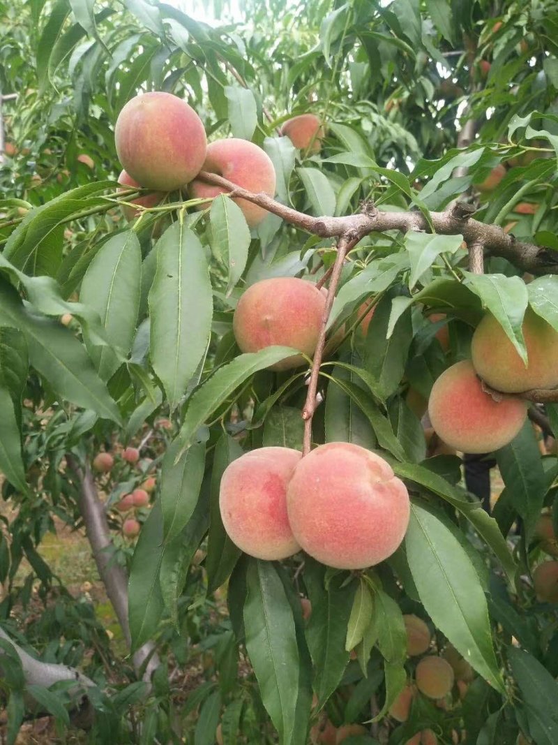 早生水蜜桃大量上市欢迎订购