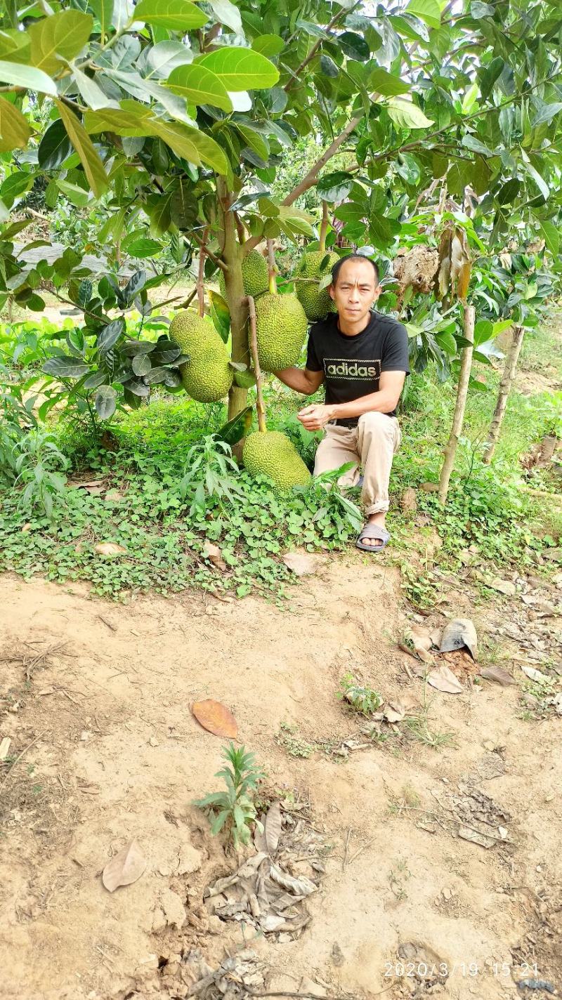 泰国八号菠萝蜜苗泰国红肉十二号菠萝蜜苗