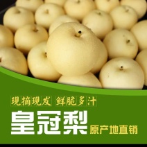 虞北黄河故道万亩梨园产区