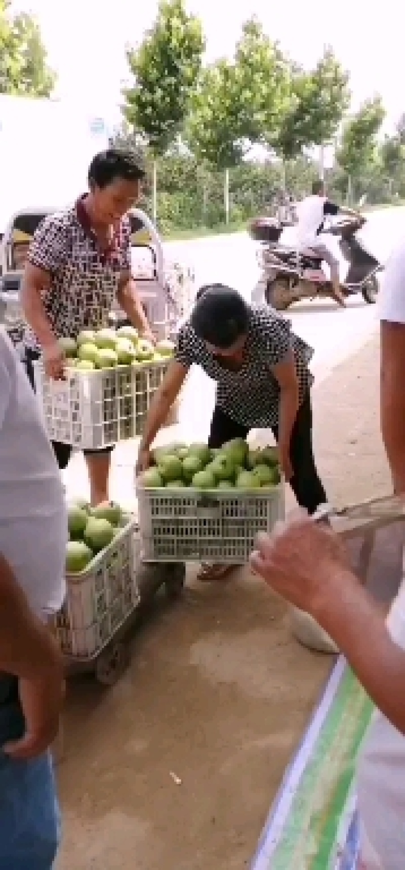 虞北黄河故道万亩梨园产区