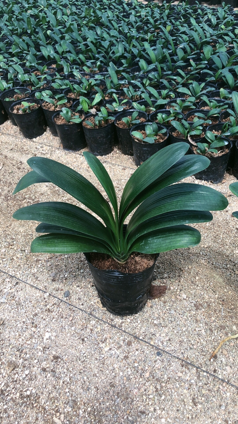 精品君子兰盆栽基地直销