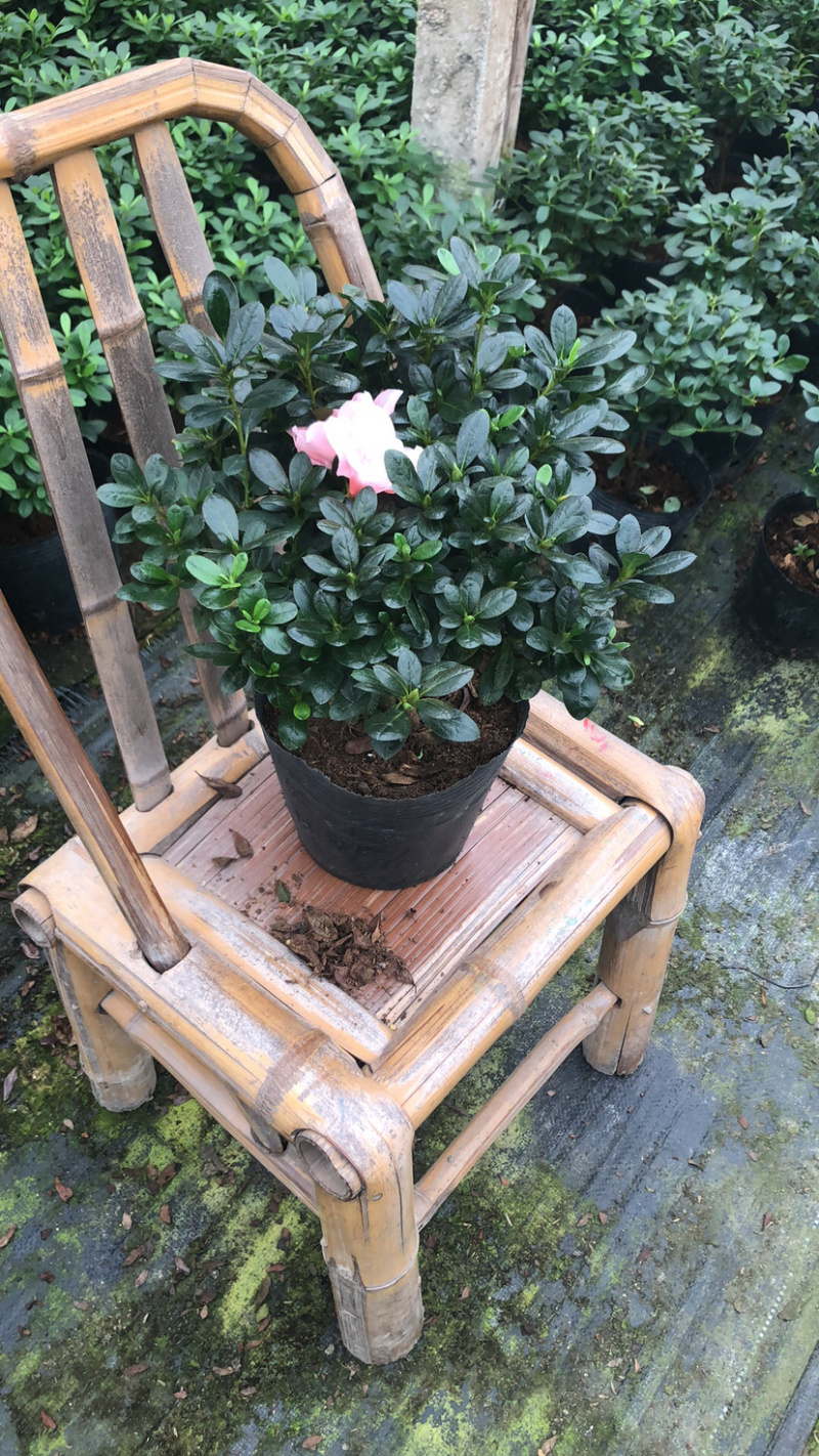 精品杜鹃花盆栽杜鹃花之乡基地直销长期出售