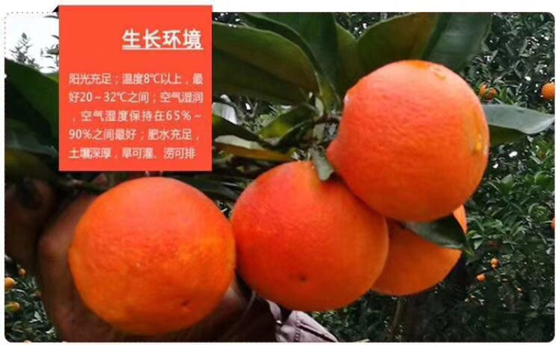 长寿湖正宗塔罗科血脐橙，预售中，可以提前来长寿看货