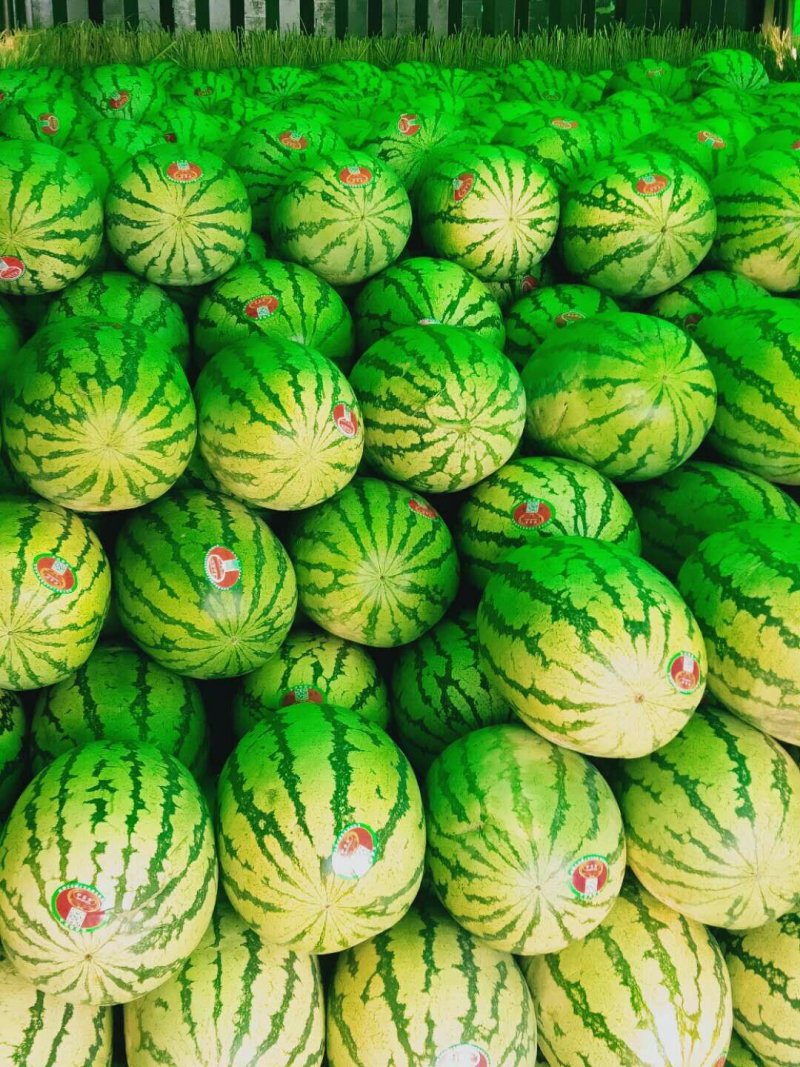 宁夏中卫硒砂瓜
