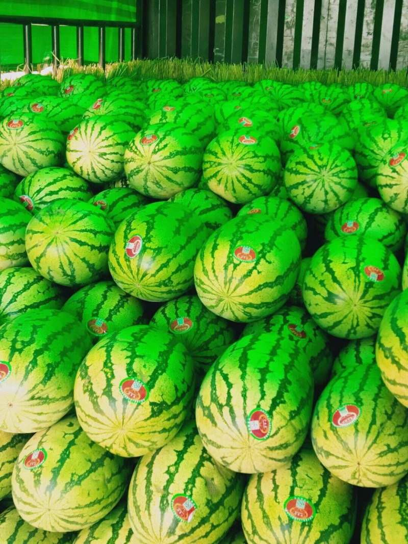 宁夏中卫硒砂瓜