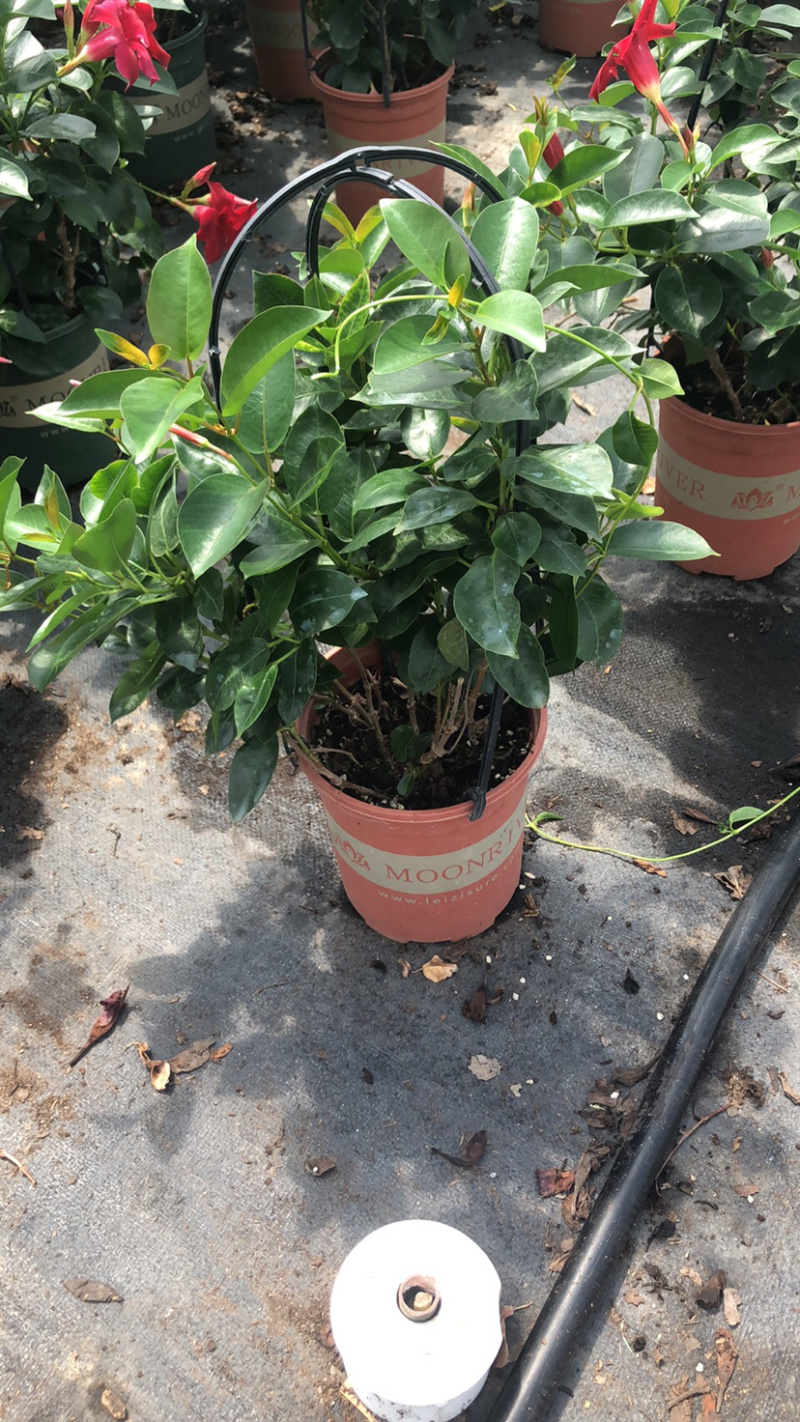 双喜藤飘香藤基地直销质量保证