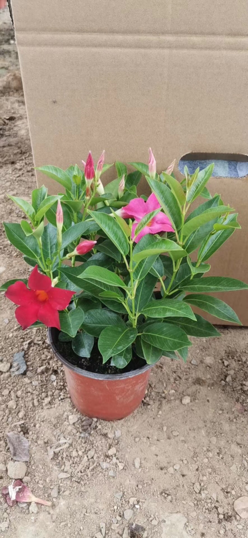双喜藤飘香藤基地直销质量保证