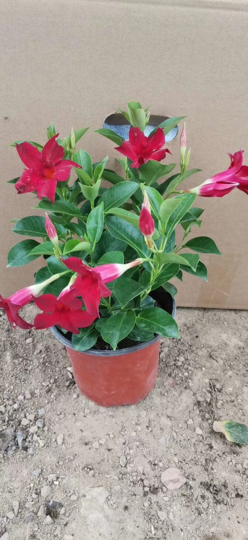 名贵四季杜鹃茶花基地直销