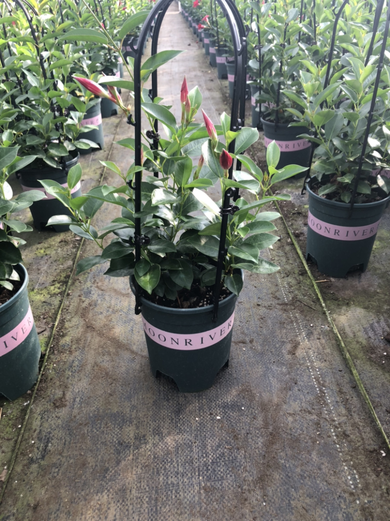 名贵四季杜鹃茶花基地直销
