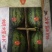 甘美4k西瓜（战神）代发全国，质量保证，欢迎各大商超市场