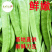 刀豆刀把豆基地直供