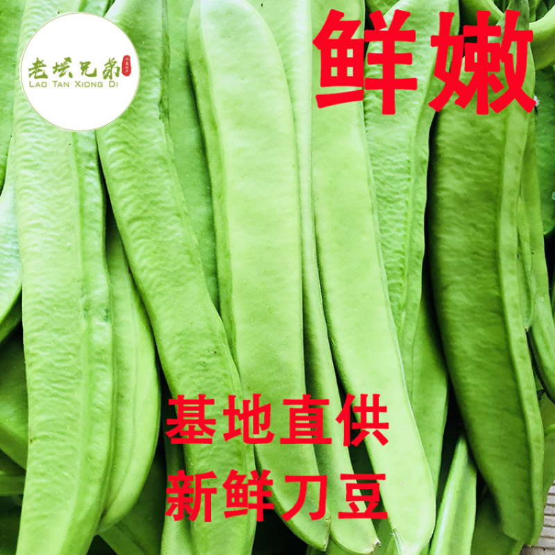 刀豆刀把豆基地直供