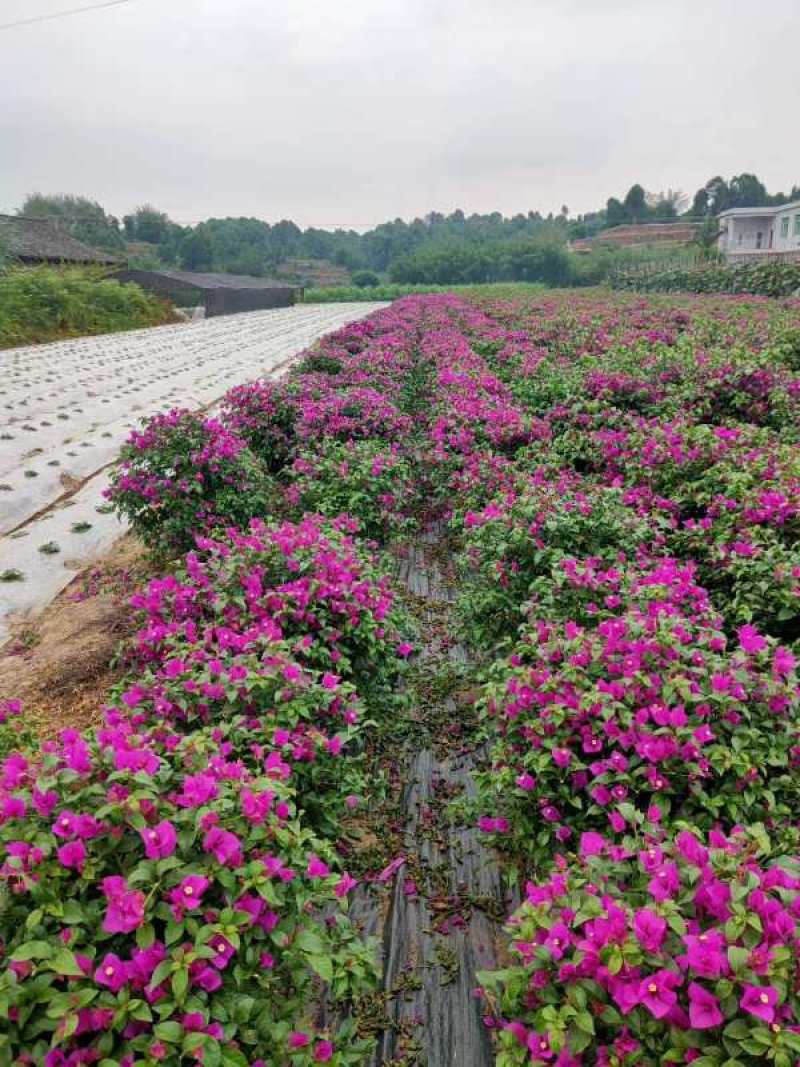 三角梅，盆景，三角梅，宜宾三角梅可视频看货基地