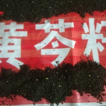 供应产地黄芩种子，保质保量保发芽！无任何