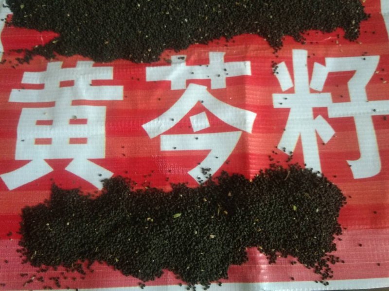 供应产地黄芩种子，保质保量保发芽！无任何