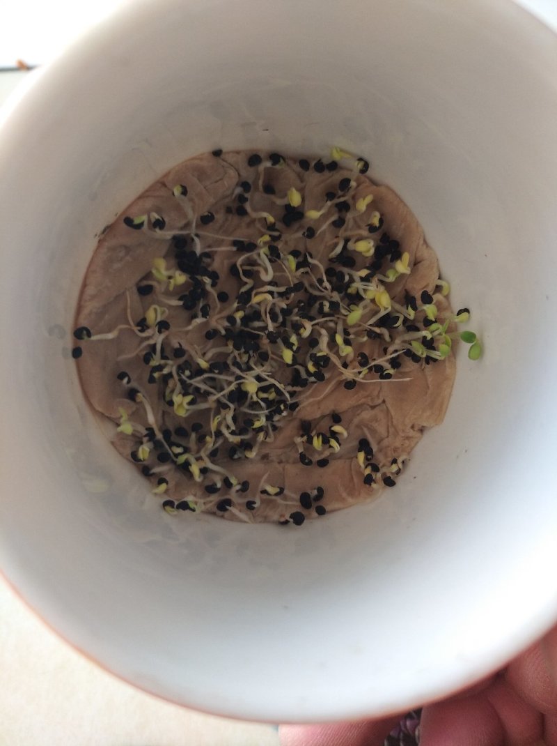 供应产地黄芩种子，保质保量保发芽！无任何