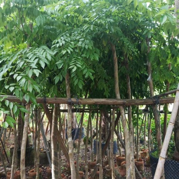 腊肠树长期供应5~10公分腊肠树