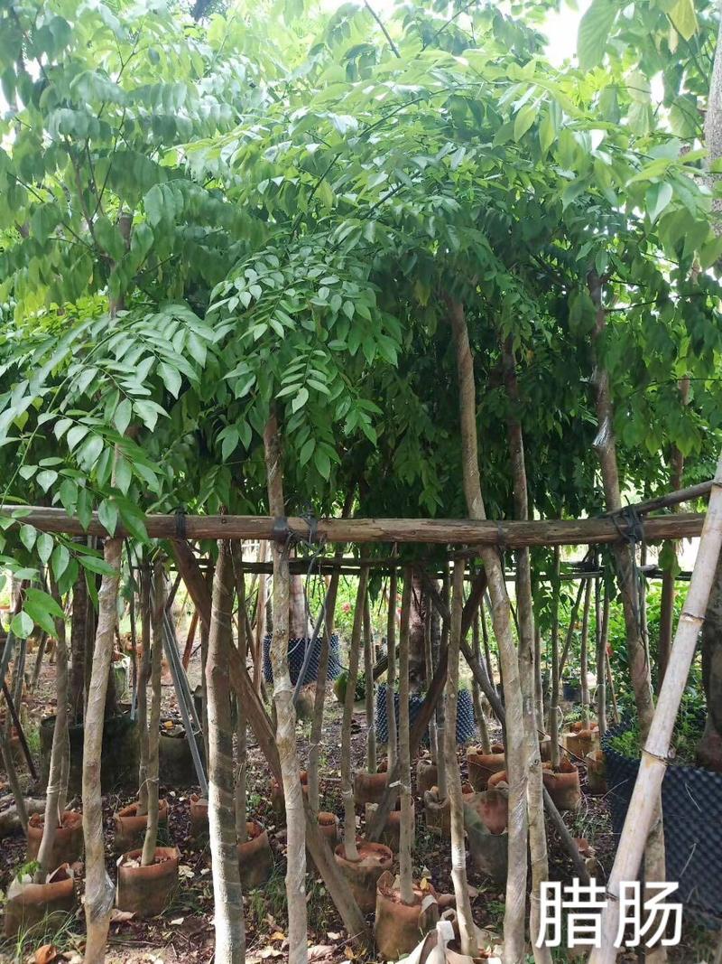 腊肠树长期供应5~10公分腊肠树