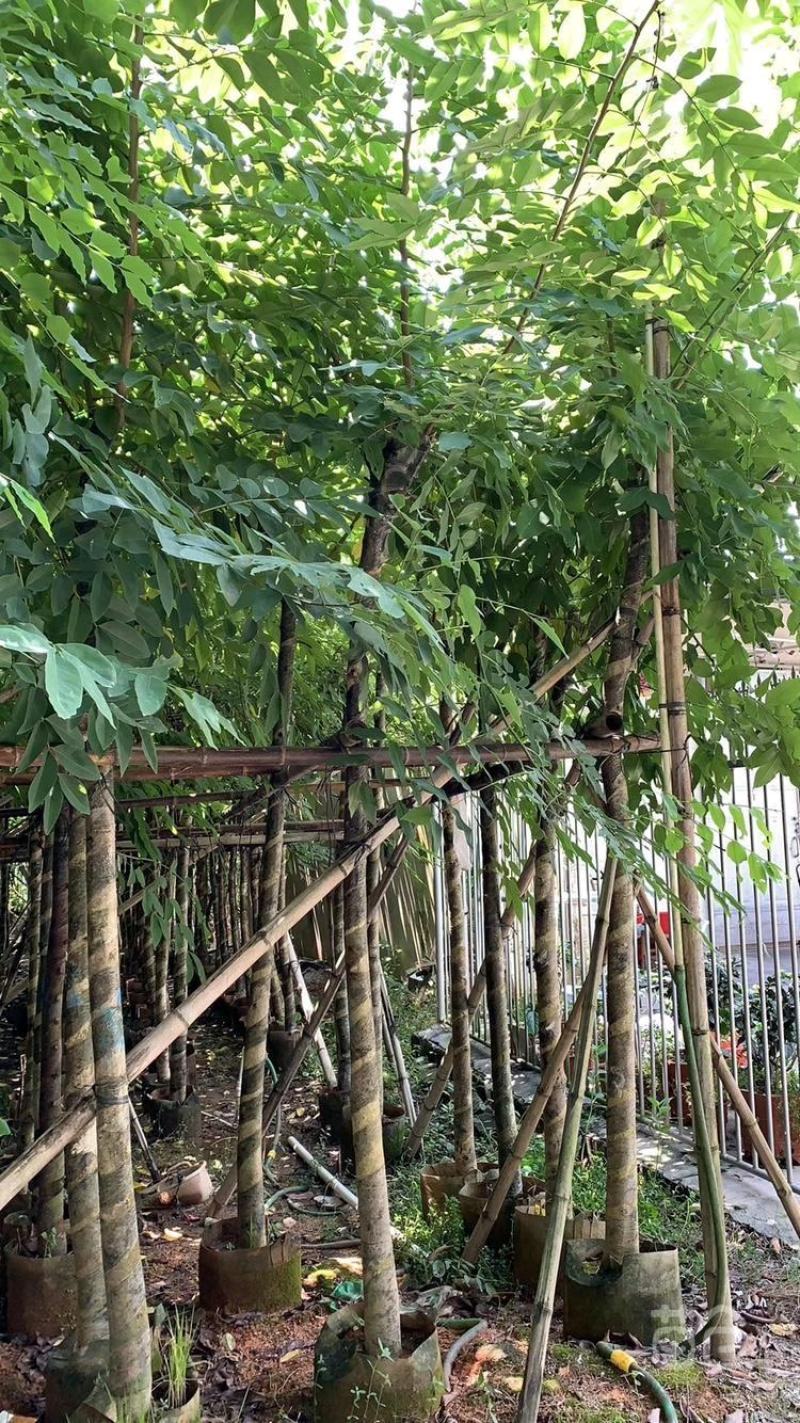 腊肠树长期供应5~10公分腊肠树