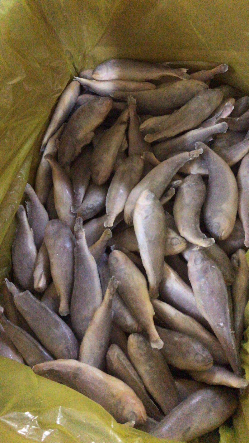 精品黄花鱼（工厂直销）解冻分量足