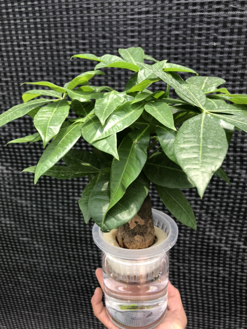 紫檀，特级，好好先生园艺，，，