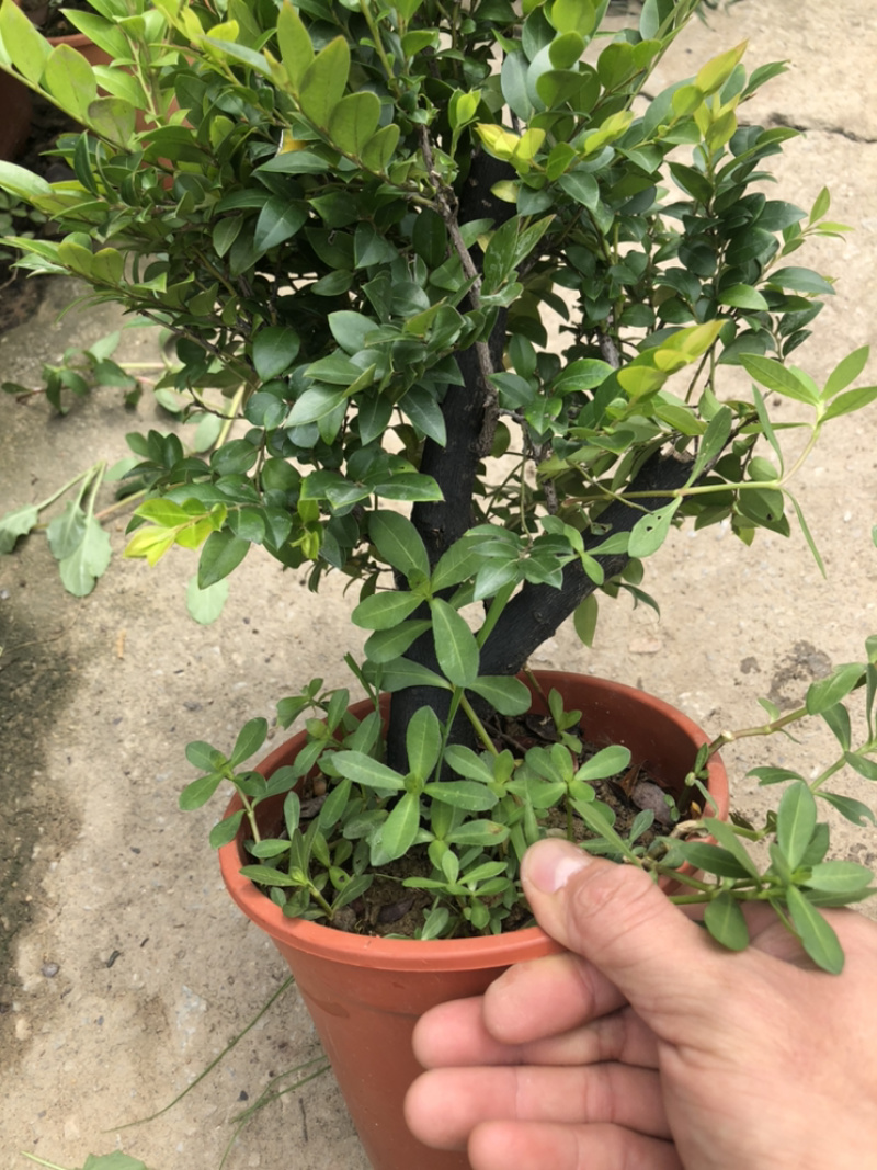 紫檀，特级，好好先生园艺，，，