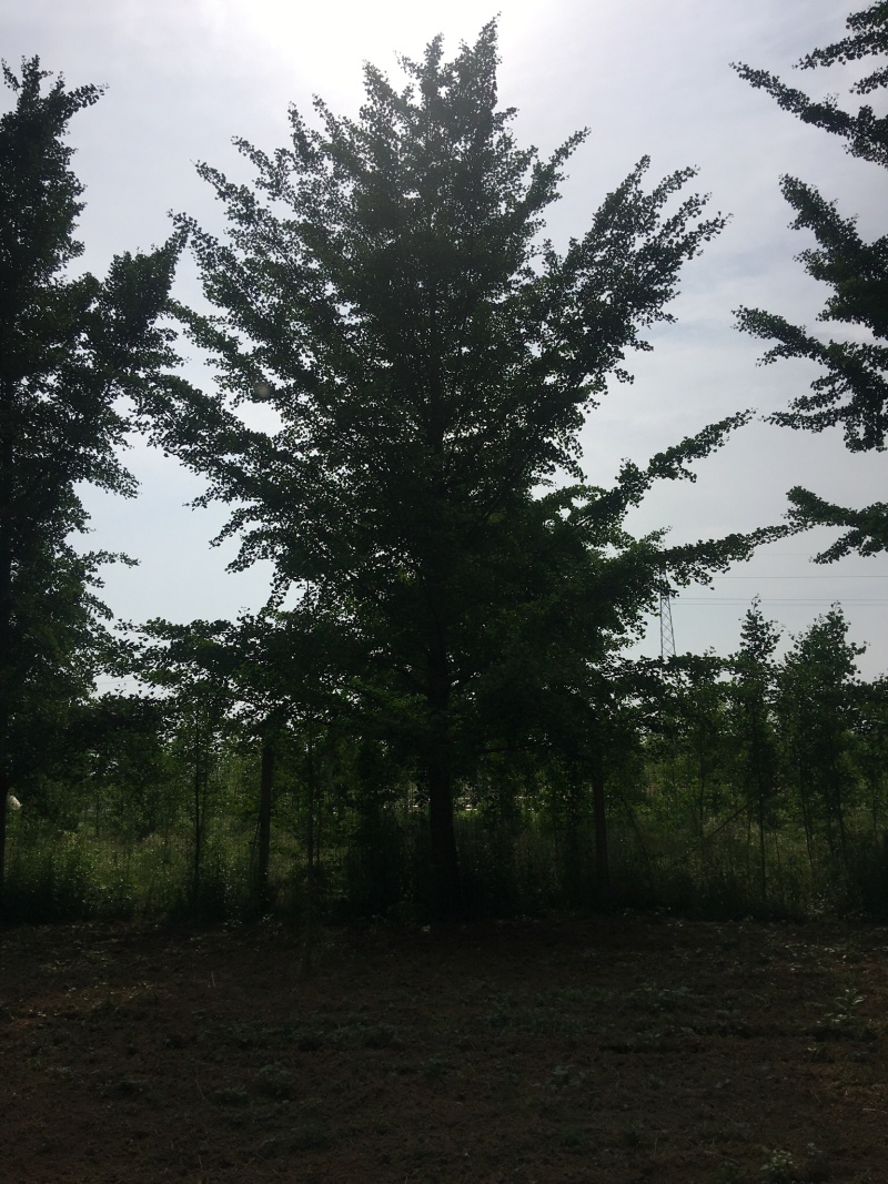 邳州银杏基地