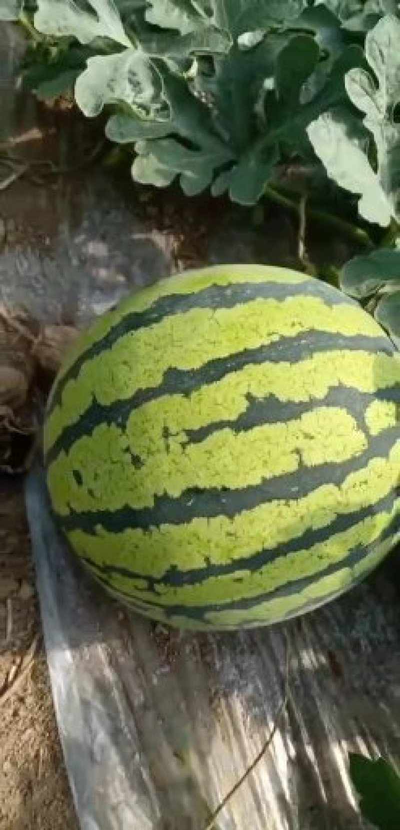 8424西瓜种植销售大棚瓜保质保量