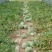 8424西瓜种植销售大棚瓜保质保量