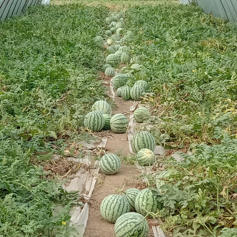 8424西瓜种植销售大棚瓜保质保量