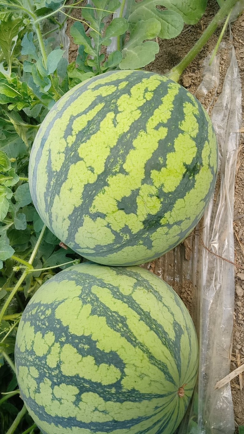 8424西瓜种植销售大棚瓜保质保量