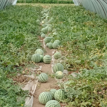 8424西瓜种植销售大棚瓜保质保量