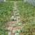8424西瓜种植销售大棚瓜保质保量