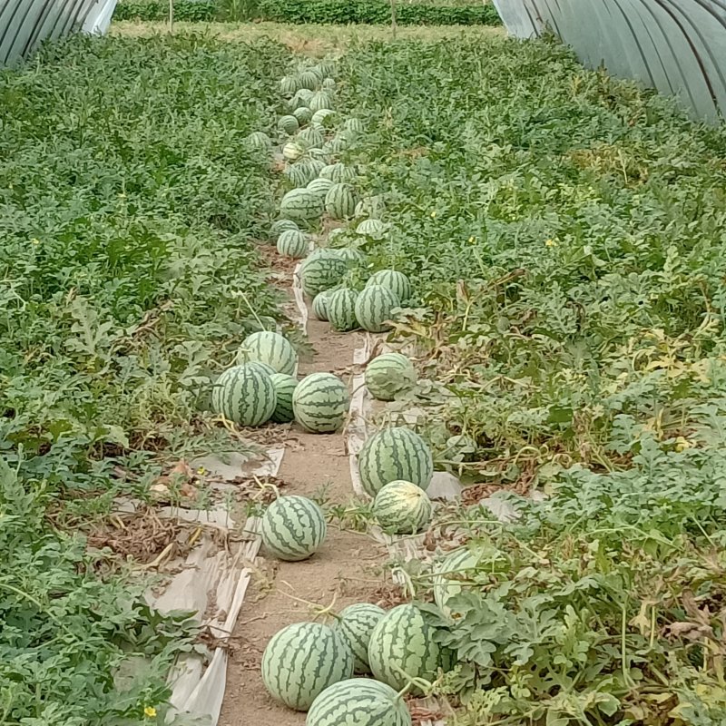 8424西瓜种植销售大棚瓜保质保量