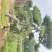 造型松