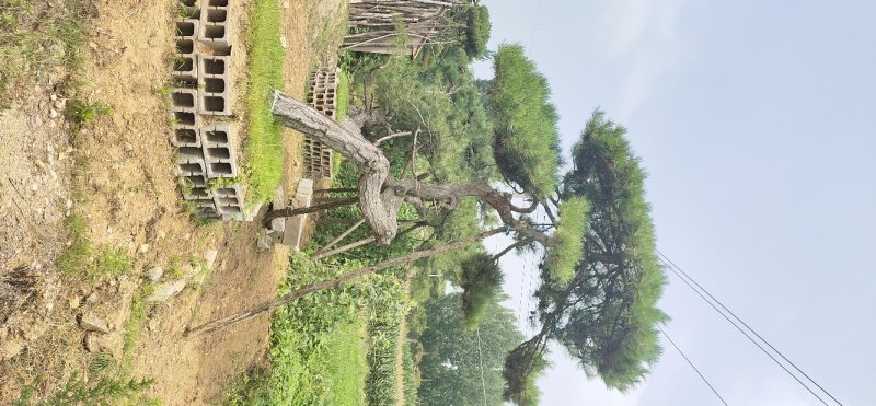 造型松