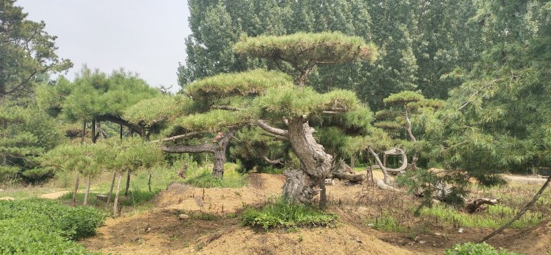 造型松