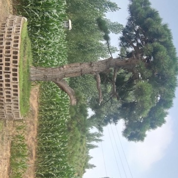 造型松