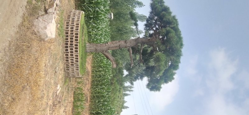 造型松