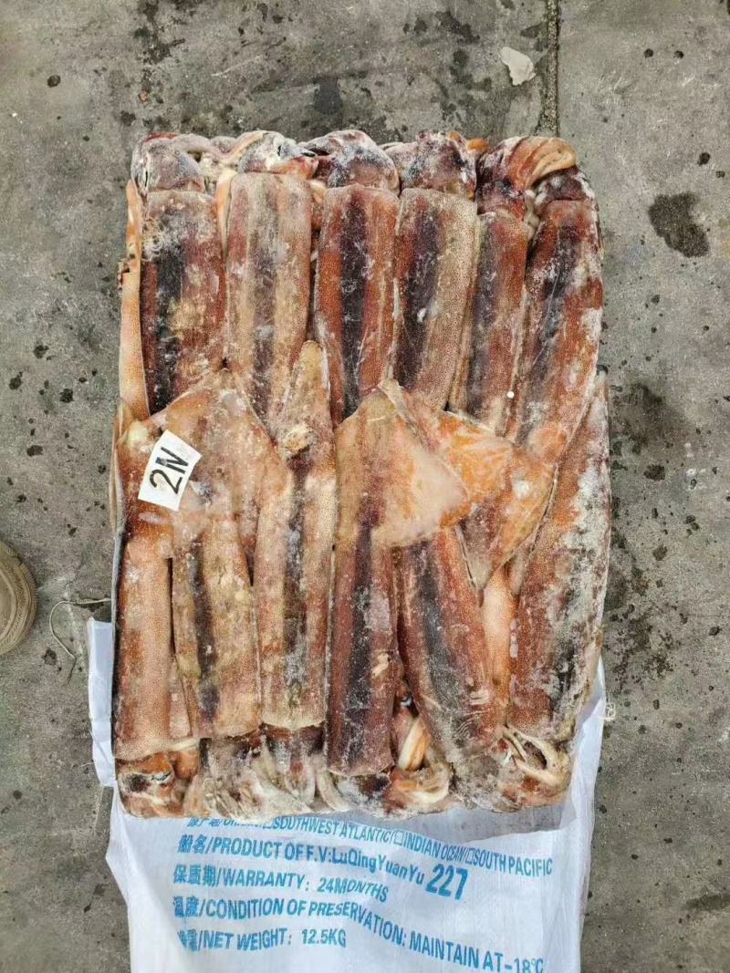 阿根廷鱿鱼原料拖网勾掉都有一手货源保证质量