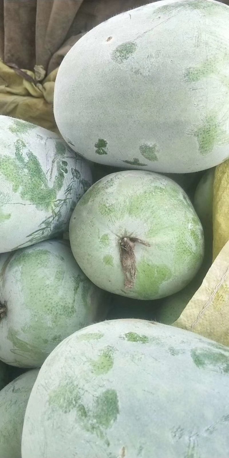 精品小冬瓜大量供应中！口感爽滑一手货源长期供应