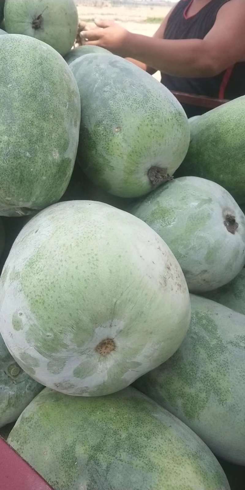精品小冬瓜大量供应中！口感爽滑一手货源长期供应