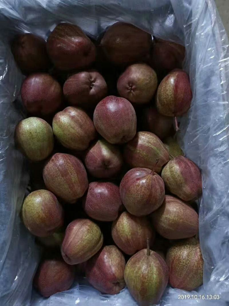 七月红梨60~100g光果