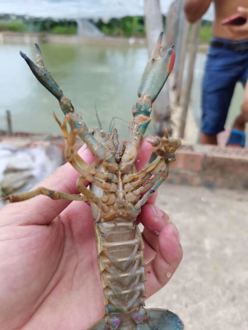 【澳洲龙虾苗】澳洲龙虾苗、澳龙苗、场地直供、买家保障