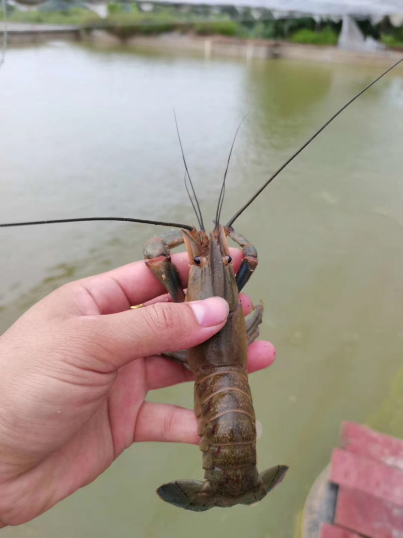 【澳洲龙虾苗】澳洲龙虾苗、澳龙苗、场地直供、买家保障