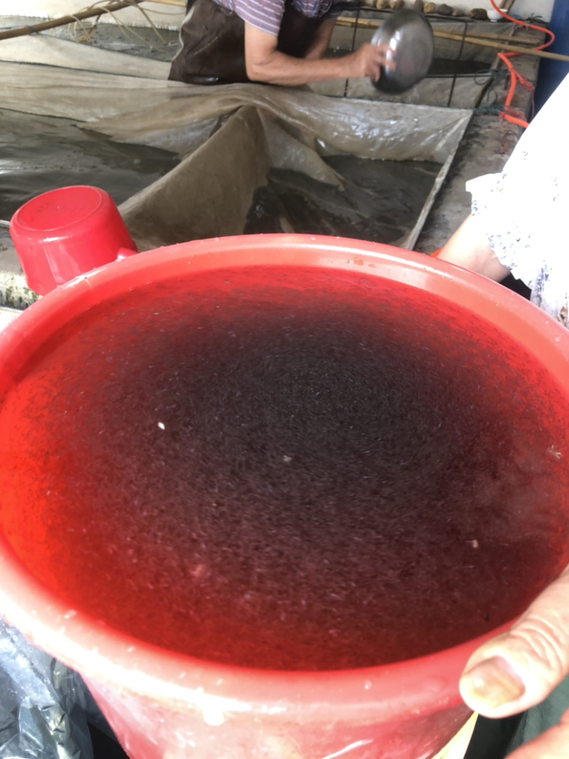 【黄颡鱼苗】黄颡鱼苗、场地直供、买家保障.一手货源