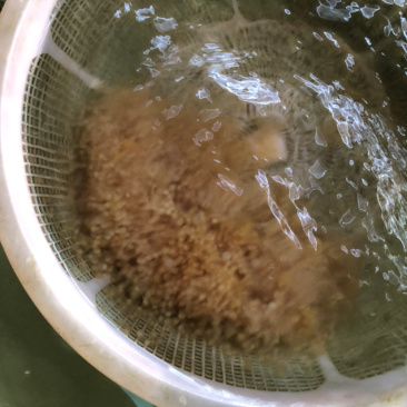 【黄颡鱼苗】黄颡鱼苗、场地直供、买家保障.一手货源